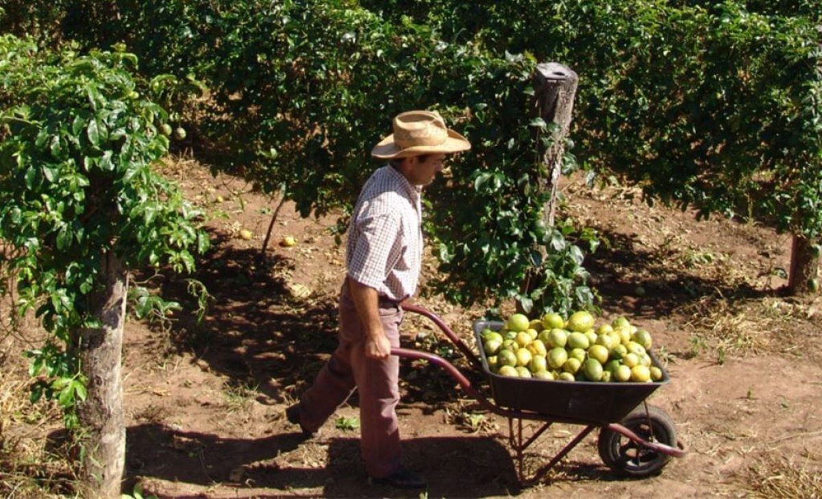 Não existe dinheiro fácil  Ganhar dinheiro facil, Como plantar mamao, Ganhar  dinheiro