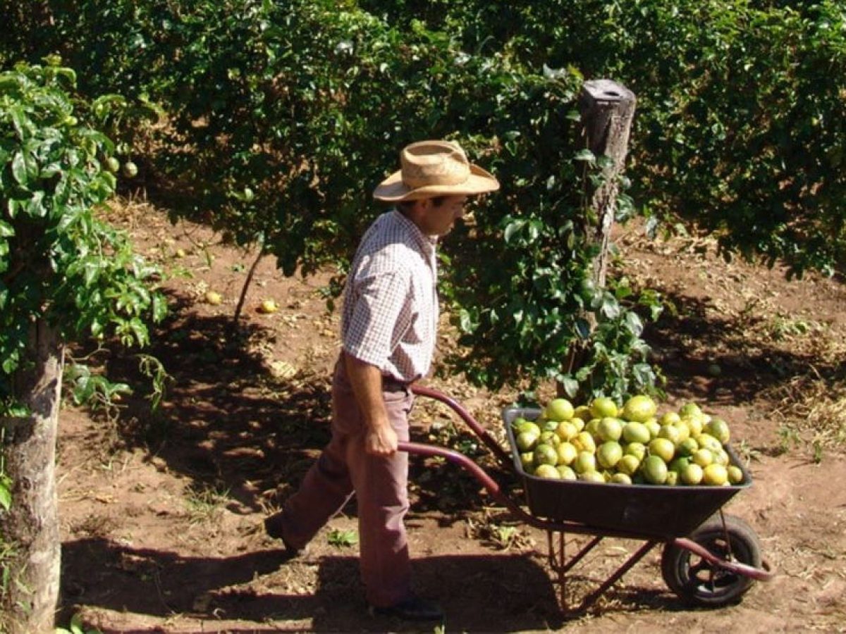 Não existe dinheiro fácil  Ganhar dinheiro facil, Como plantar