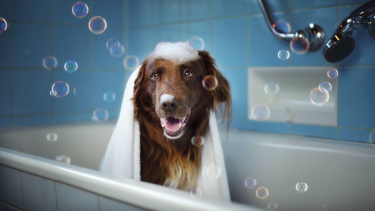 Um cachorro de porte grande enrolado em uma toalha dentro de uma banheira